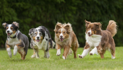 High-Energy Breeds for Active Owners